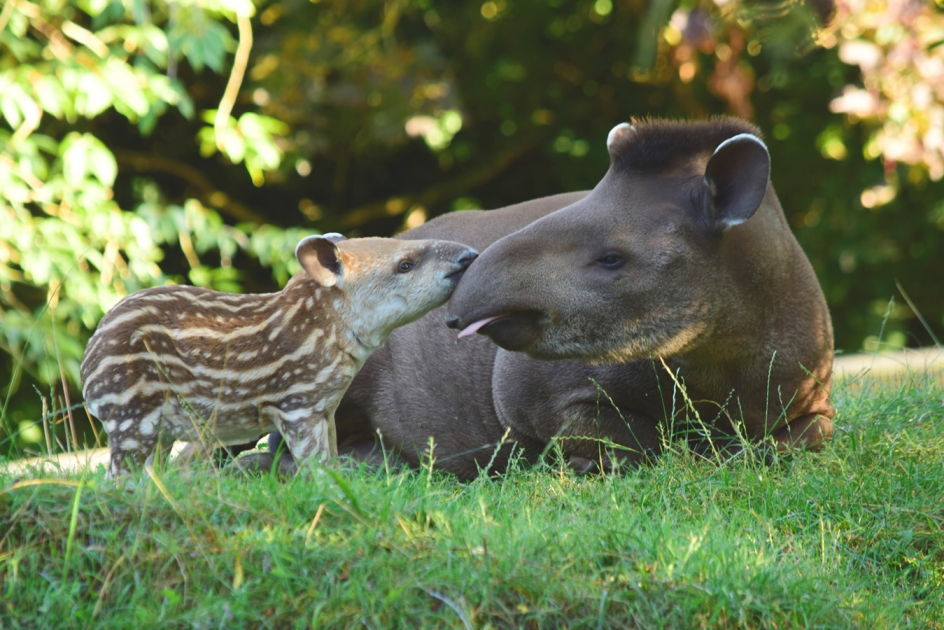 Buy BRAZILIAN TAPIRS Tickets online - Linton Zoo Conservation Park