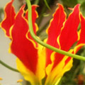 Garden Ticket