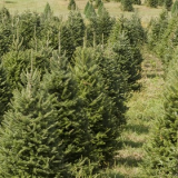 Christmas Trees for Delivery