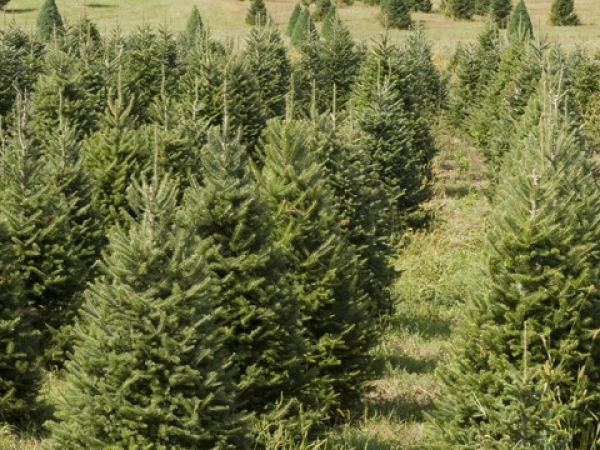 Christmas Trees for Delivery