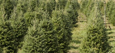 Christmas Trees for Click and Collect