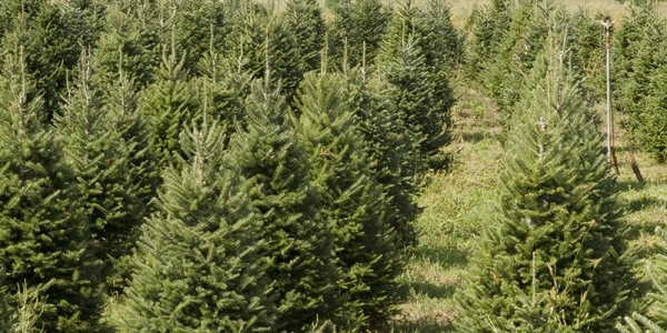 Christmas Trees for Click and Collect