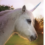 Unicorn Rides