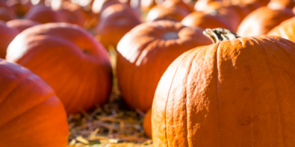 Pumpkin Festival at Lathcoats Farm