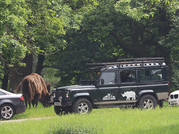 VIP Safari 4x4 Tour