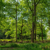 ODL Walk & Talk: Tree ID in Summer - Campbell Park