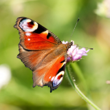 ODL Walk and Talk: Butterfly and Wildflowers ID for Beginners