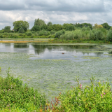 ODL Walk & Talk: Explore Floodplain Forest