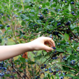 ODL Walk & Talk: Foraging - A basic guide to identifying common plants