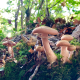 ODL Walk & Talk: Fungi - A Beginner's Guide to Mushroom ID