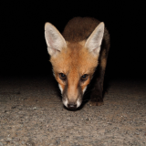 ODL Walk & Talk: Nature at Night