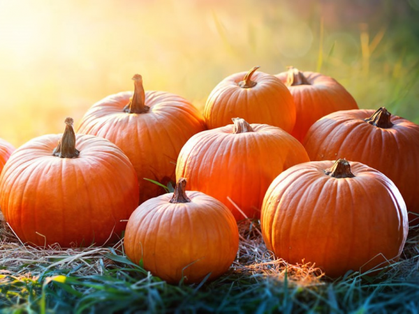 The Milton Maze Pumpkin Patch and Field of Fun - the time you book is your arrival window stay until 4 p.m..