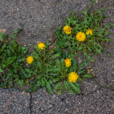 Feeds, Weedkillers & Pest Control