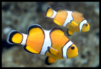 Aquadoption