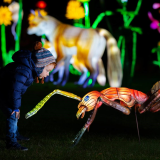 Wild Lights At Dublin Zoo for Annual Pass Holders 2022