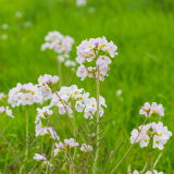 GLM Workshop: Wildflower ID for Beginners