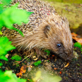 ODL Workshop: Hedgehog Surveying for Families