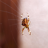 ODL Workshop: Workshop: Introduction to Spider ID