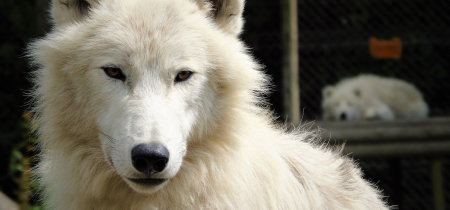 WWP - Arctic Wolf Experience Voucher