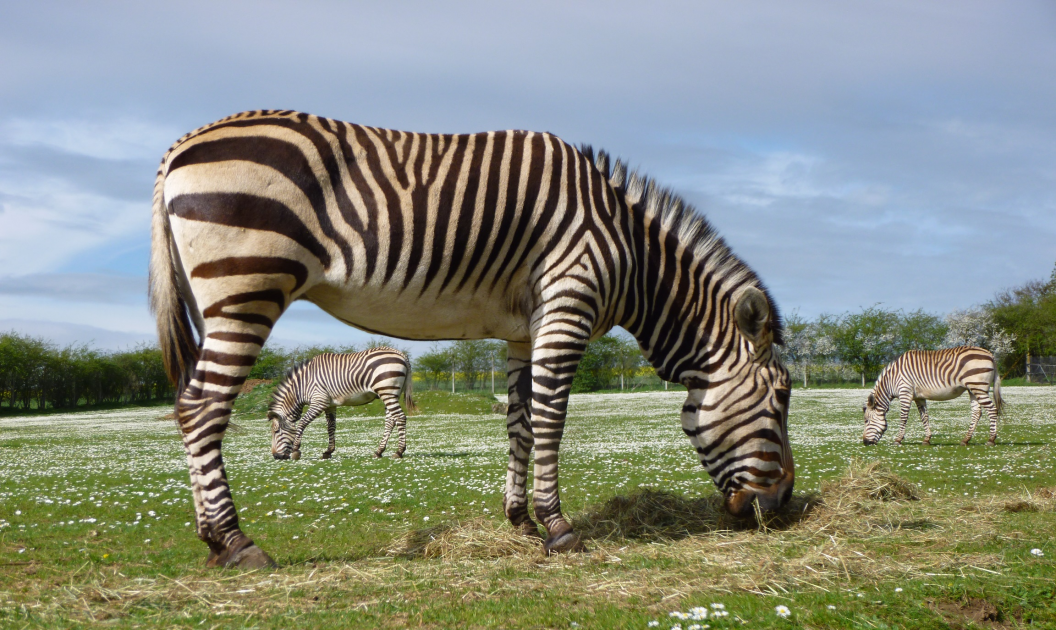 Buy HARTMANN'S MOUNTAIN ZEBRA Tickets online Linton Zoo Conservation Park