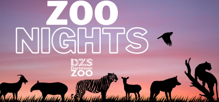Zoo Nights