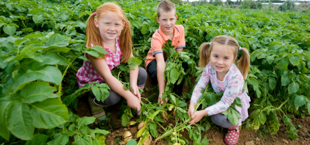 Willows Activity Farm & Potato Shindig Weekends (12th September - 4th October)