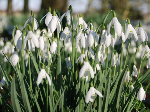 Snowdrops in the woodland