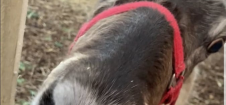 Reindeer Feeding