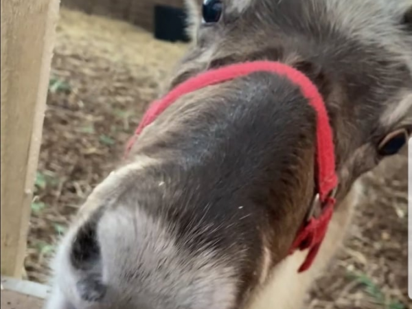 Reindeer Feeding