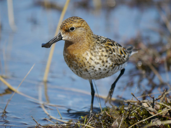 Saving the Spoon-billed Sandpiper Tour