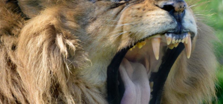 SOLD OUT - Roar 'n' Snore #1: Saturday 4th June 2022