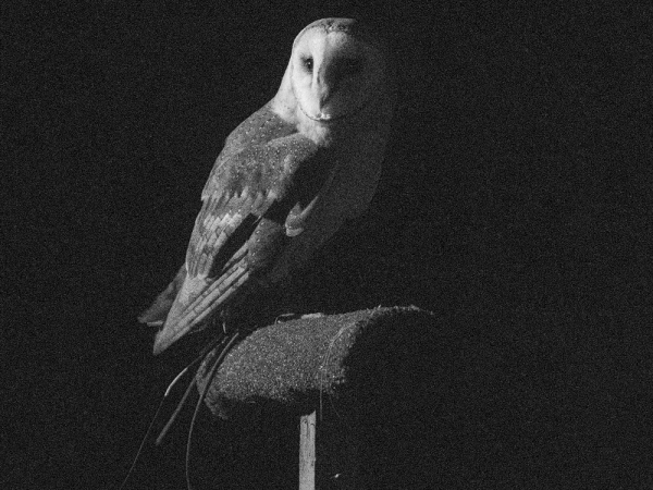 Owls by Moonlight