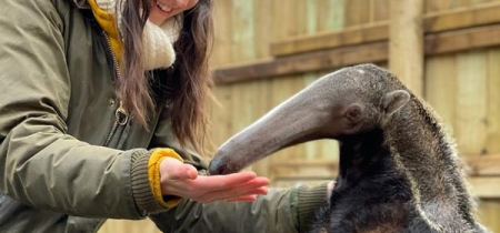 Anteater Antics - Animal Experience