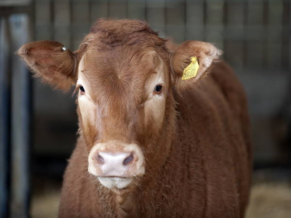 Summer Farm Trail Admission (UNTIL 3rd SEPTEMBER)