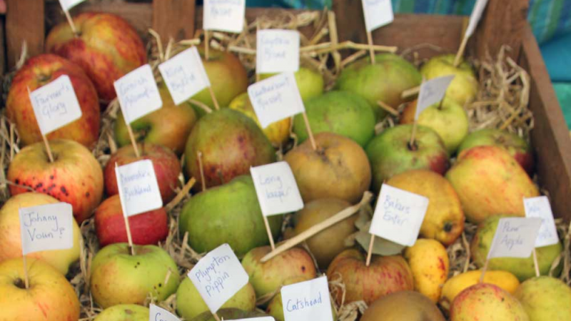 Apple Day and Autumn Festival