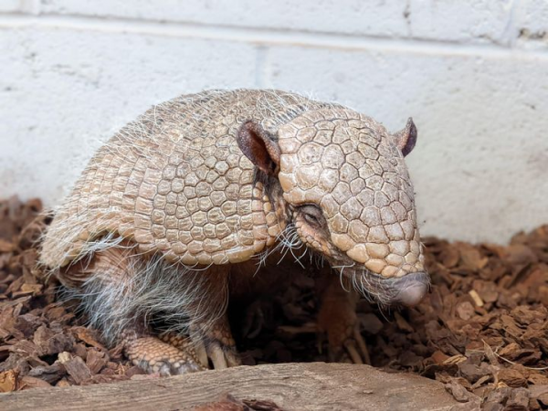 Animal Encounter - Armadillo