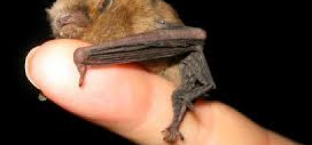 Bat Walk