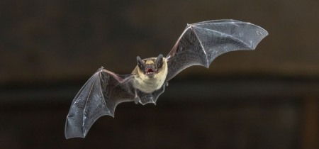 Walk & Talk: Adult Bat Walk Great Linford Manor Park
