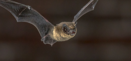 Walk & Talk: Adult Bat Walk Shenley Wood