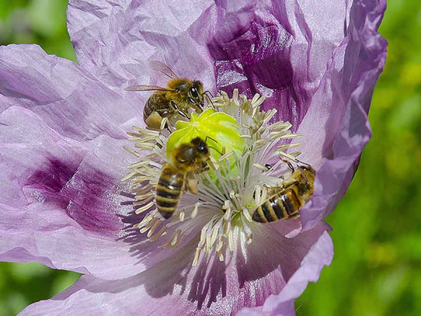 Beekeeping for beginners