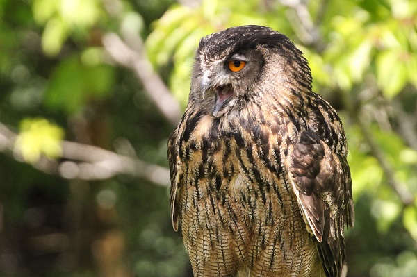 Willows Bird of Prey Centre - The Hiker