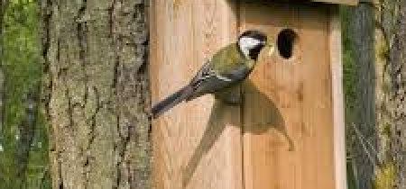 Make a Bird Box