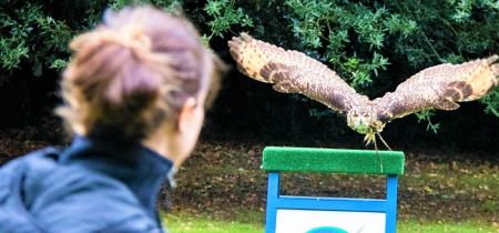 Birds of Prey- 8 - 12 August