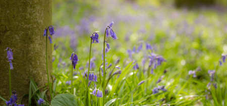 Bluebell Guided Walk