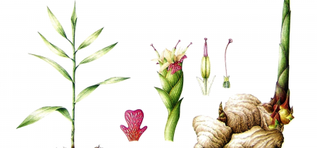 Botanical illustration: culinary & therapeutic herbs