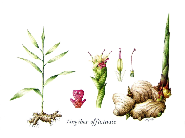 Botanical illustration: culinary & therapeutic herbs