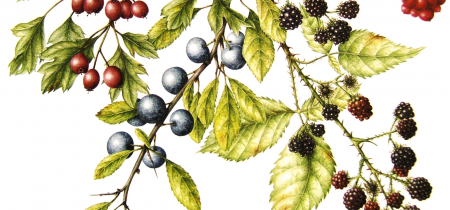 Botanical illustration: Hips, Haws & Berries