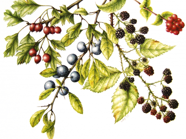 Botanical illustration: Hips, Haws & Berries