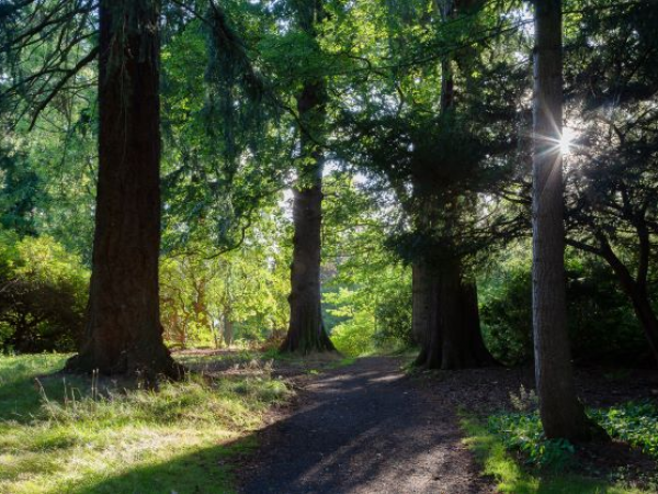 Autumn Tree and Shrub Tour with Brian Cunningham