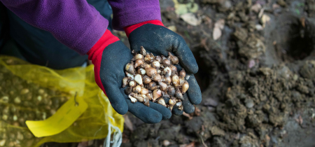 Community Volunteering: Bulb Planting